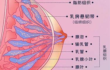 懸韌帶修復儀如何修復胸部懸韌帶？搭配按摩手法效果更好？